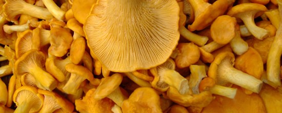 Chanterelle