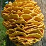 Chicken of the woods