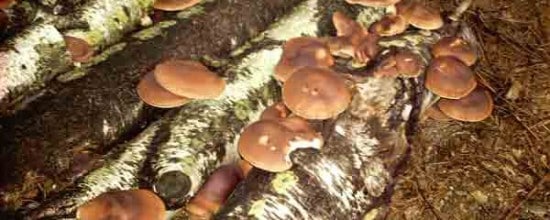 Shiitake_on_logs Shiitake_on_logs