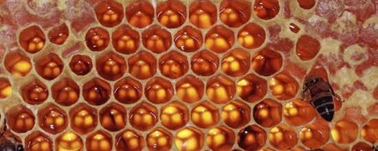 bees