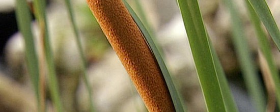 gby1701_4b_Cattail_lg