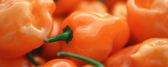 Habanero_Pepper_628 Habanero_Pepper_628