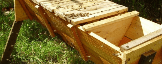 bees