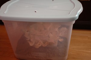 DSC_0120 Mushroom Kit in a bin