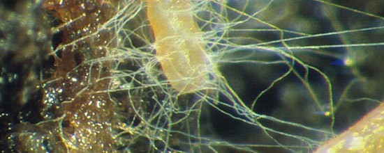 mycorrhiza