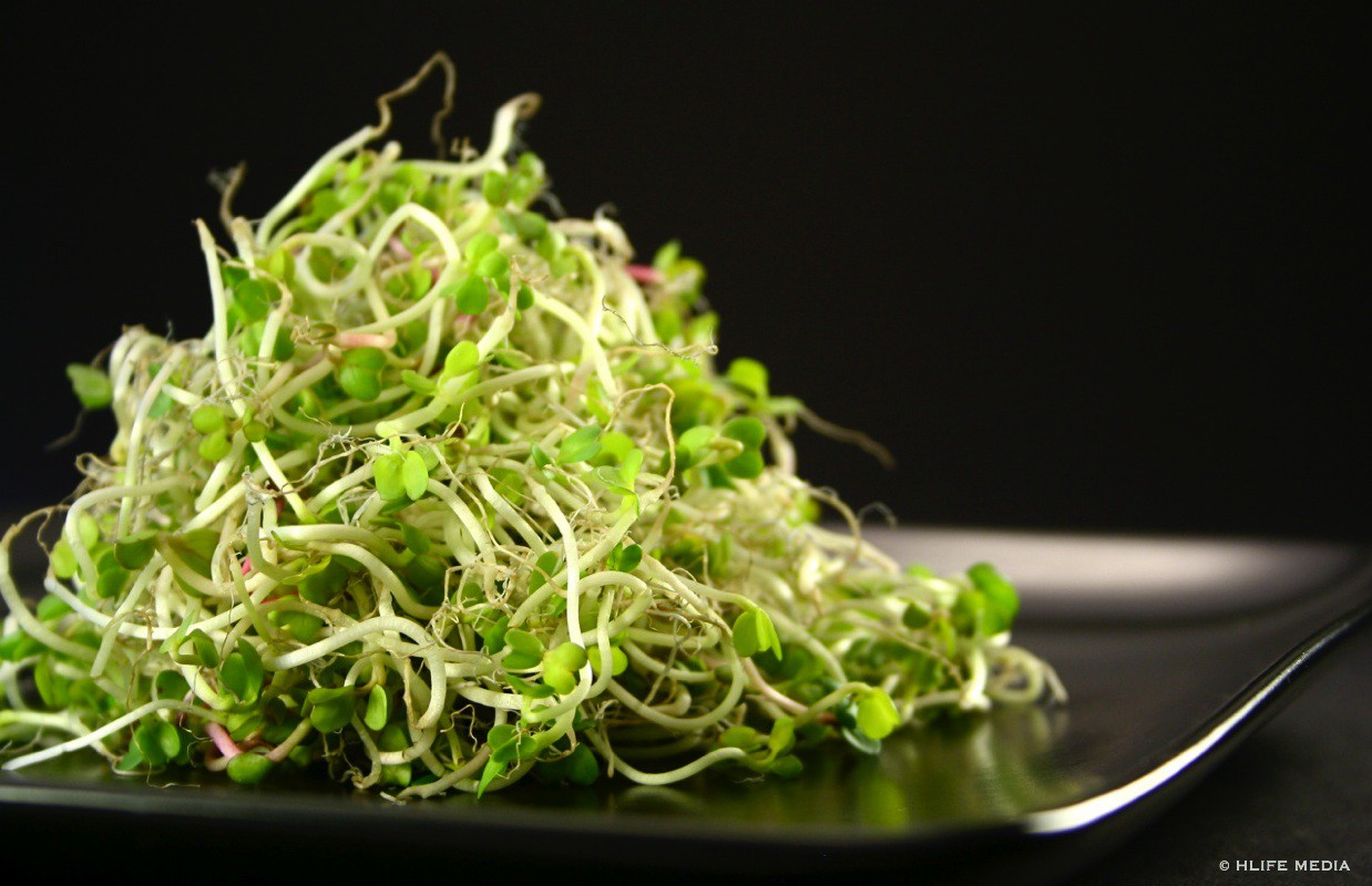 Fresh lentil sprouts from store bought lentils Save Our Skills