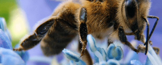 honey-bee