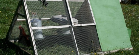 Close to 100 chicken tractor designs